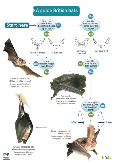 A Guide to British Bats-9781851538751