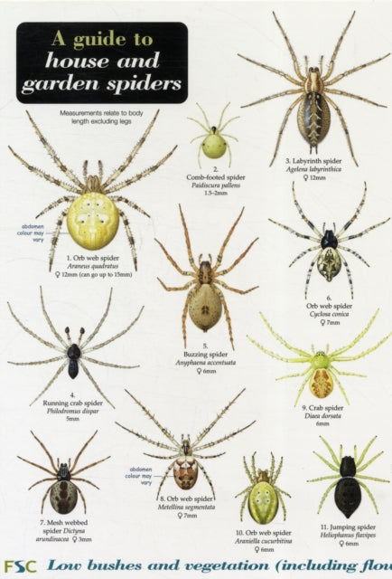 A Guide to House and Garden Spiders-9781851538799