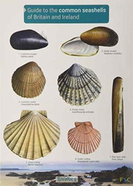 Guide to the Common Seashells of Britain and Ireland-9781908819062